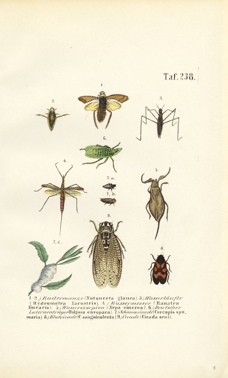 Waterwantsen en andere insecten door J. W. Tenhaeff