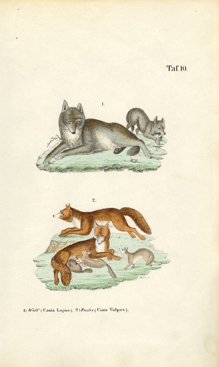 Wolf en vos met hun jongen door J. W. Tenhaeff