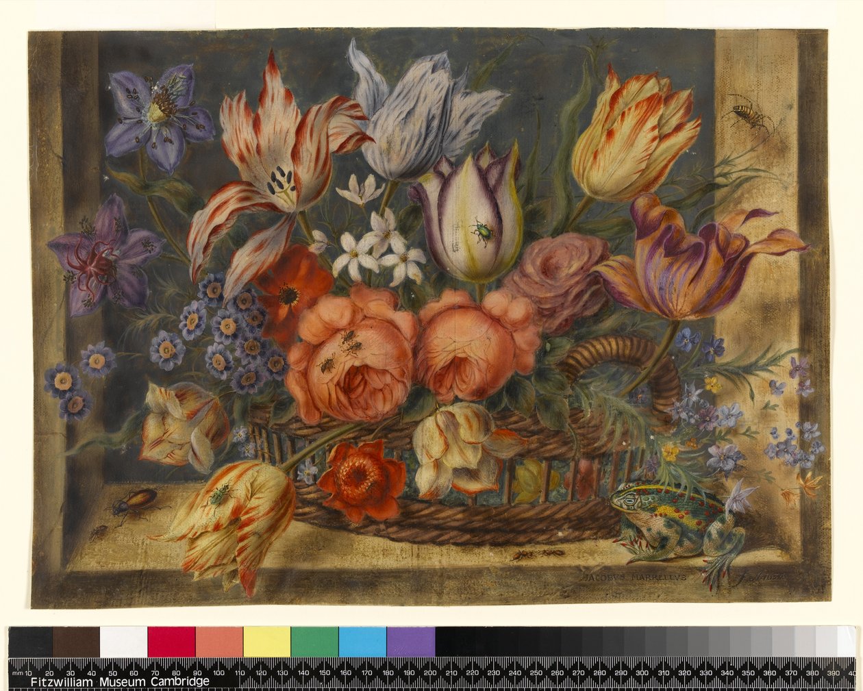 Bloemen in een mand met kikkers en insecten, 1634 door Jacob Marrel
