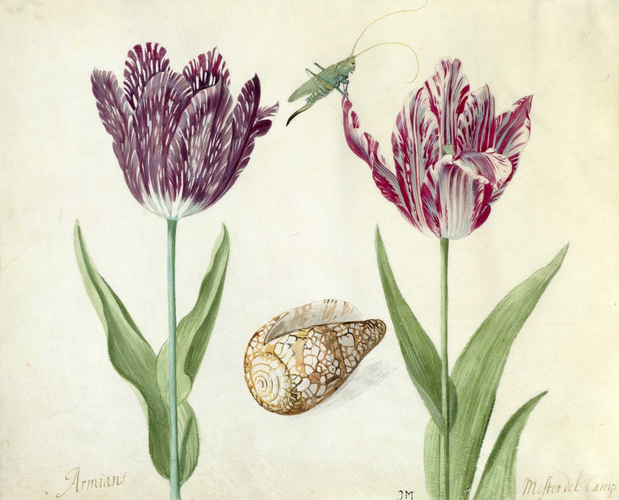 Twee Tulpen, een schelp en een sprinkhaan, 1637-45 door Jacob Marrel