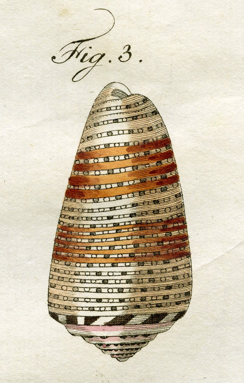 Illustratie van Conus Ammiralis (ondersoort Arausiacus), 1790 door Jacob Xavier Schmuzer