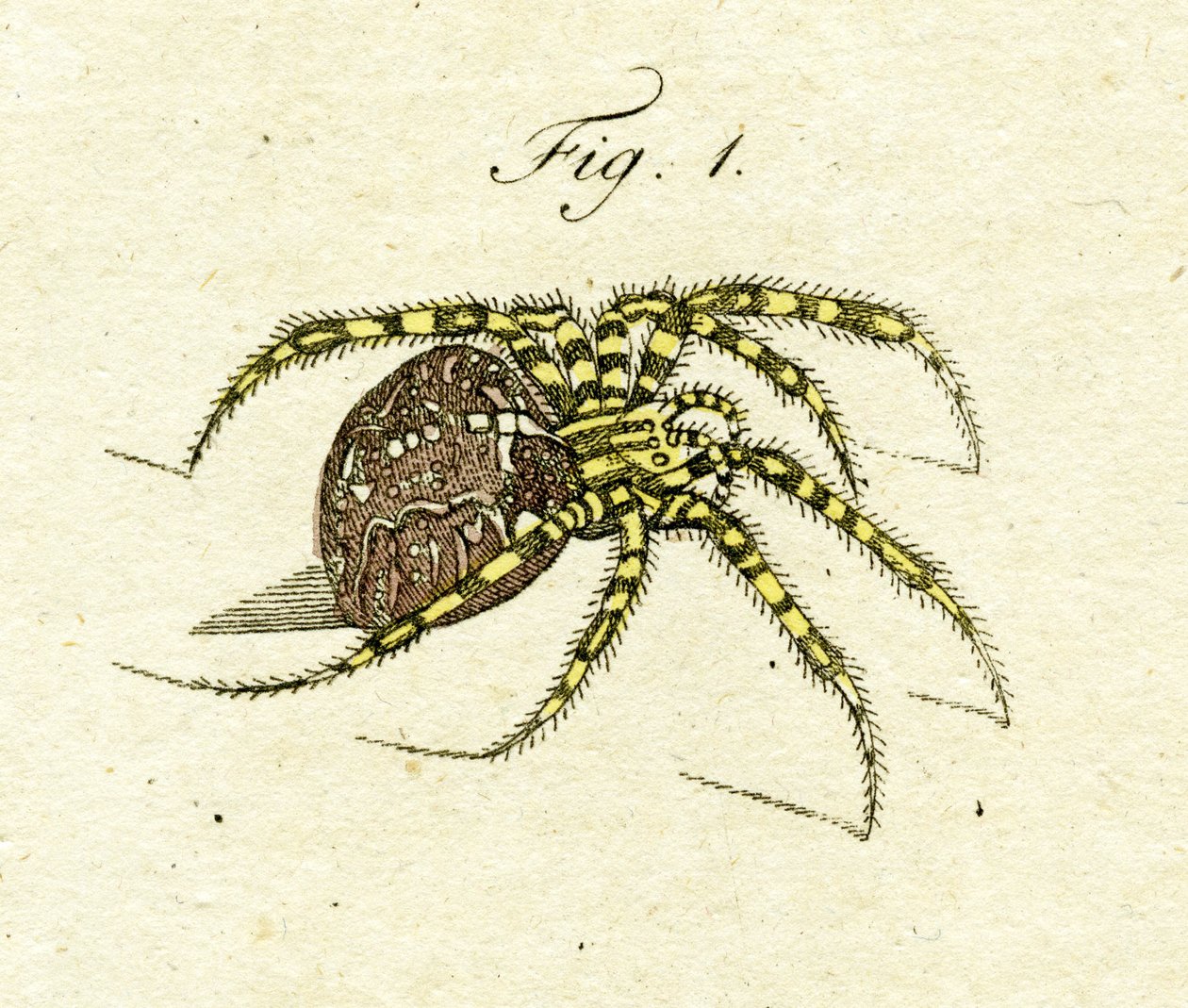 Illustratie van een spin, 1790 door Jacob Xavier Schmuzer