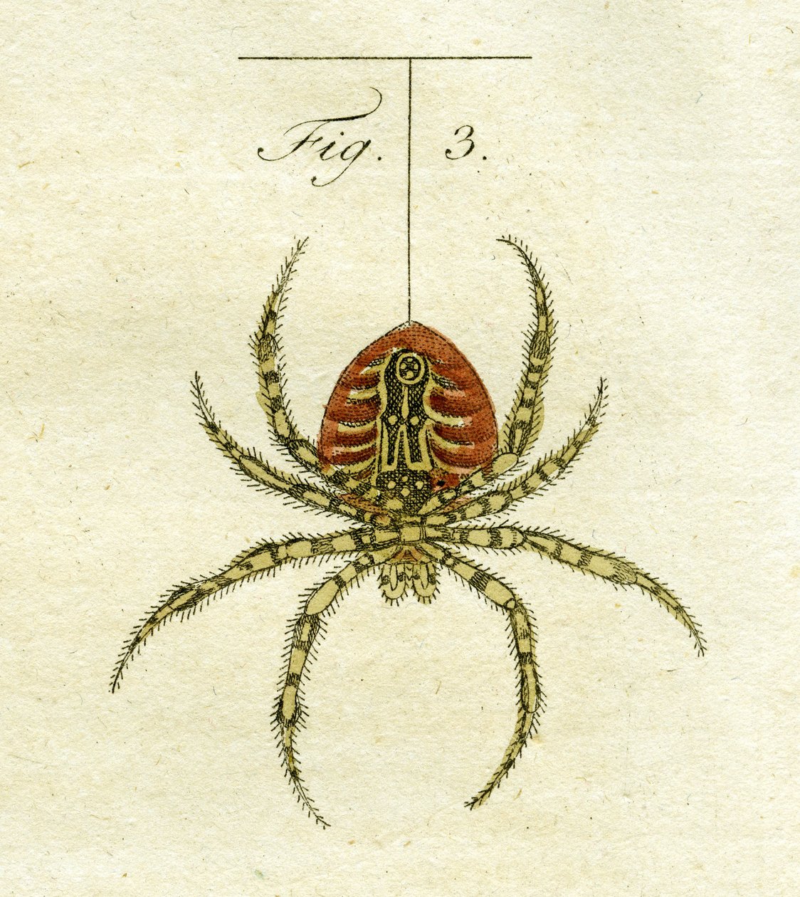 Illustratie van een spin, 1790 door Jacob Xavier Schmuzer