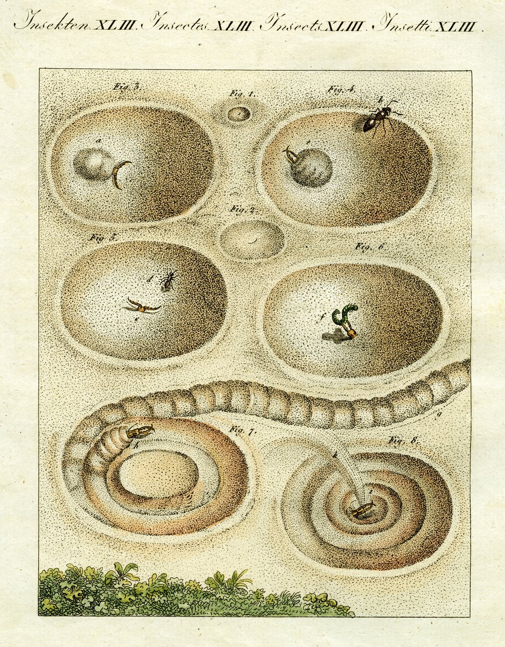 Illustratie van een mierenleeuw die zijn prooi vangt, 1790 door Jacob Xavier Schmuzer