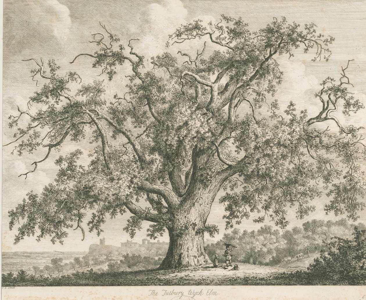 Tutbury - "Wych Elm": ets, nd [ca. 1820] door Jacob George Strutt