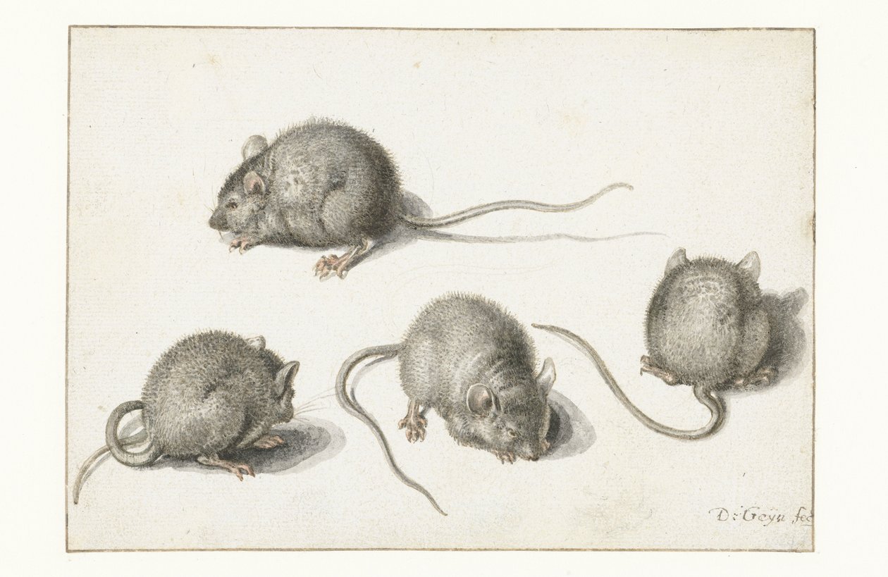 Vier Studies van een Zieke Muis door Jacob II de Gheyn
