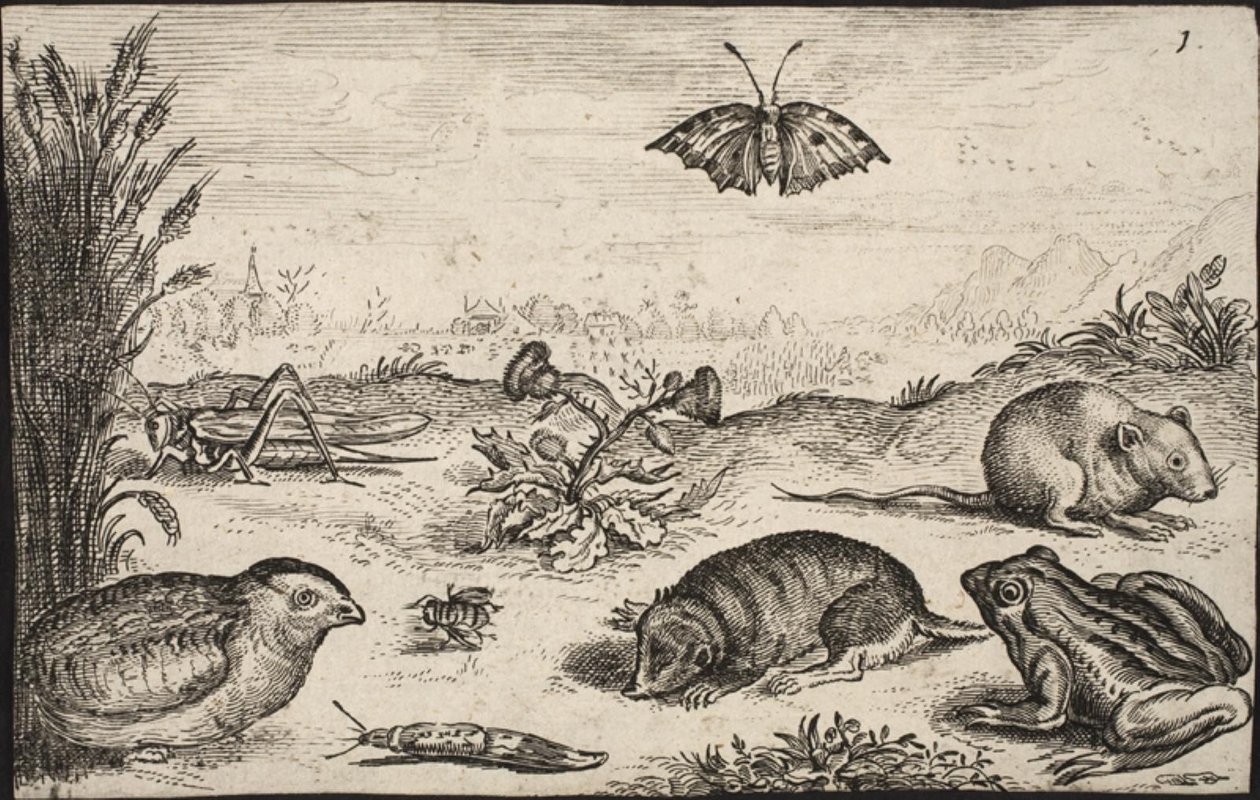 Kleine dieren en insecten: sprinkhaan, vlinder, veldmuis, patrijs, bij, slak, mol en kikker door Jacob Matham