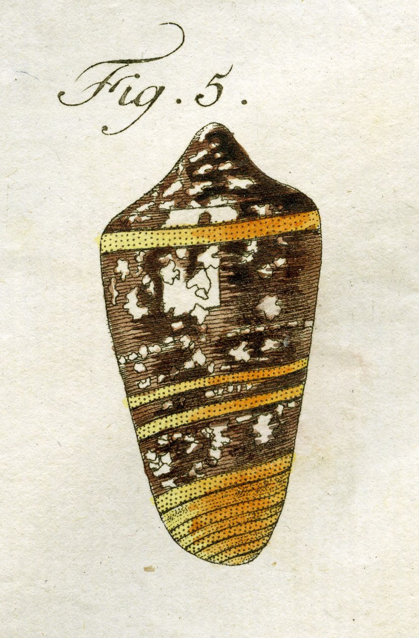 Illustratie van Conus Ammiralis (ondersoort Summus) door Jacob Xavier Schmuzer