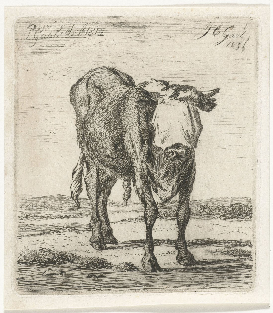 Geblinddoekte stier door Jacobus Cornelis Gaal