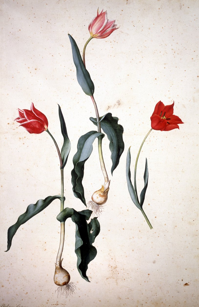 Herbarium: Tolipa Gesaeriana door Jacopo Ligozzi