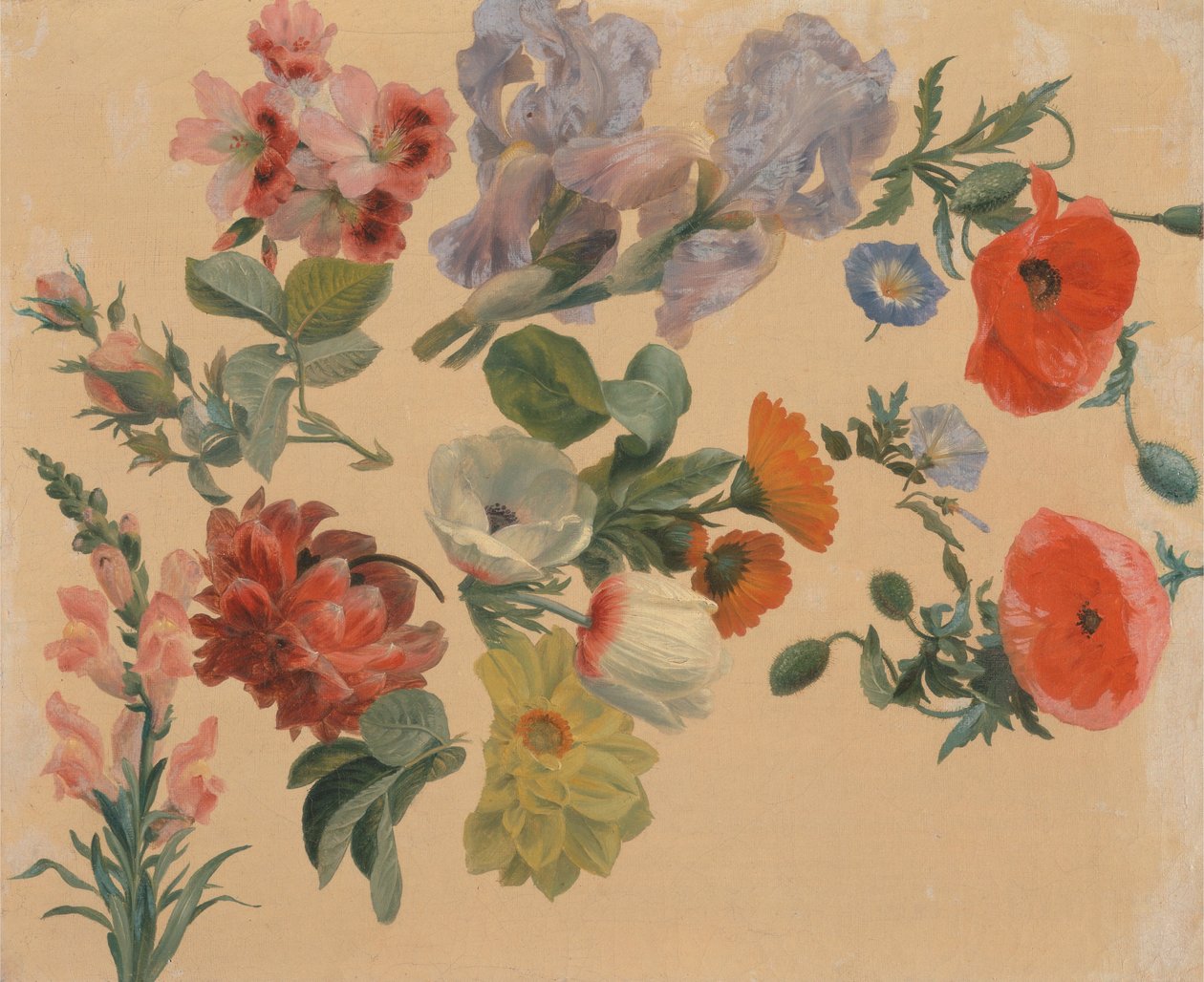 Studies van zomerbloemen door Jacques-Laurent Agasse