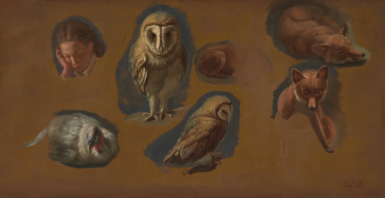 Studies van een vos, een kerkuil, een pauwhen en het hoofd van een jonge man door Jacques Laurent Agasse