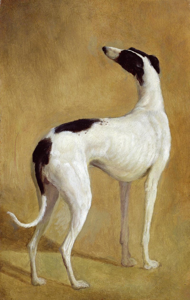Studie van een windhond door Jacques-Laurent Agasse