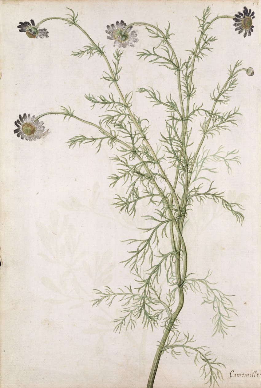 Chamaemelum nobile Allioni, ca. 1568 door Jacques Le Moyne