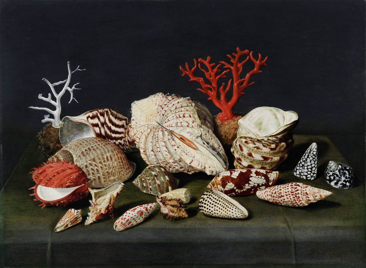 Stilleven met schelpen en koraal door Jacques Linard