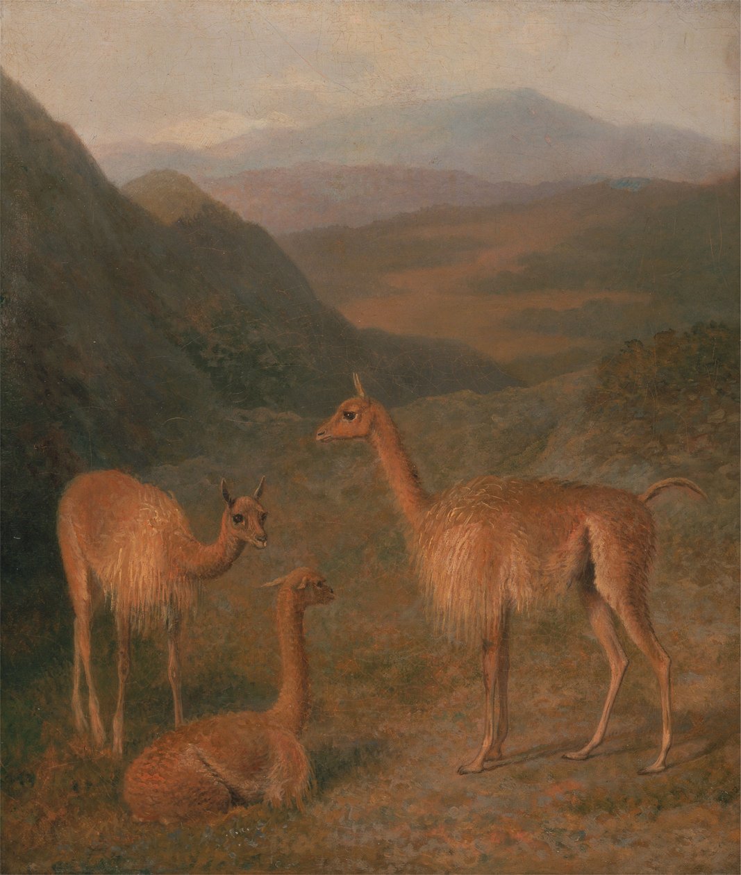 Vicuñas door Jacques-Laurent Agasse