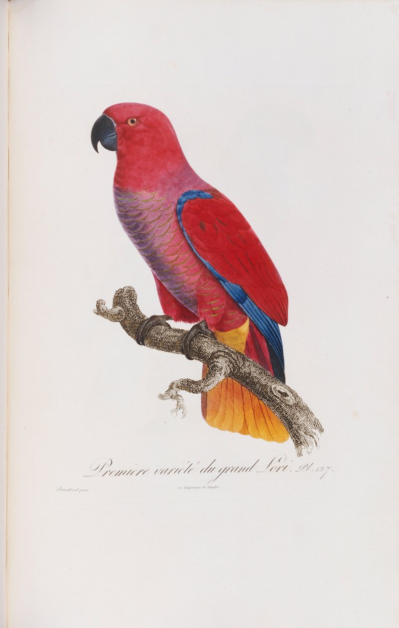 Première variété du Grand Lori, gegraveerd door Langlois, ca. 1801-05 door Jacques Barraband