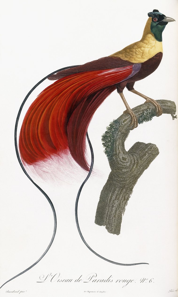 Rode Paradijsvogel door Jacques Barraband