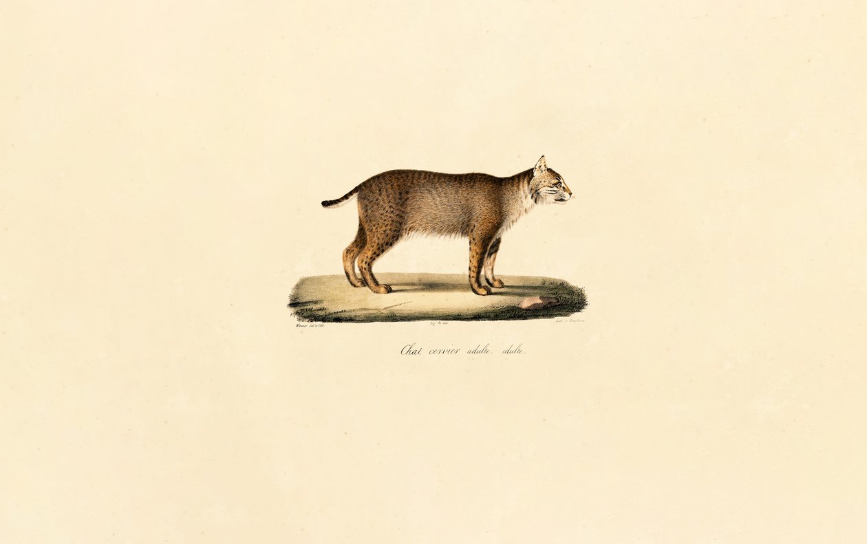 Volwassen Bobcat door Jacques Christophe Werner