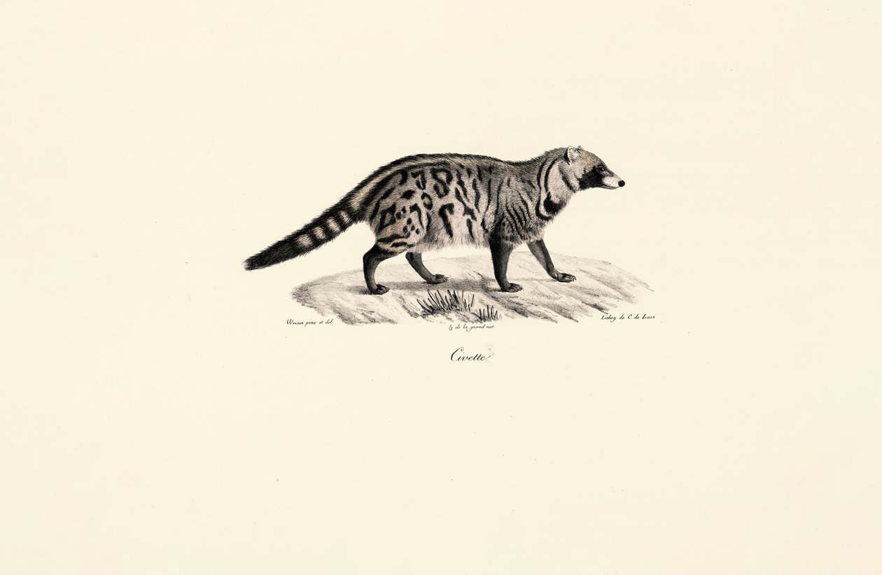 Afrikaanse Civet (Civettictis civetta) door Jacques Christophe Werner