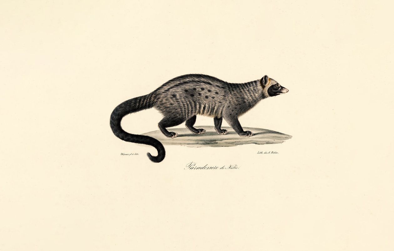 Afrikaanse Civet door Jacques Christophe Werner