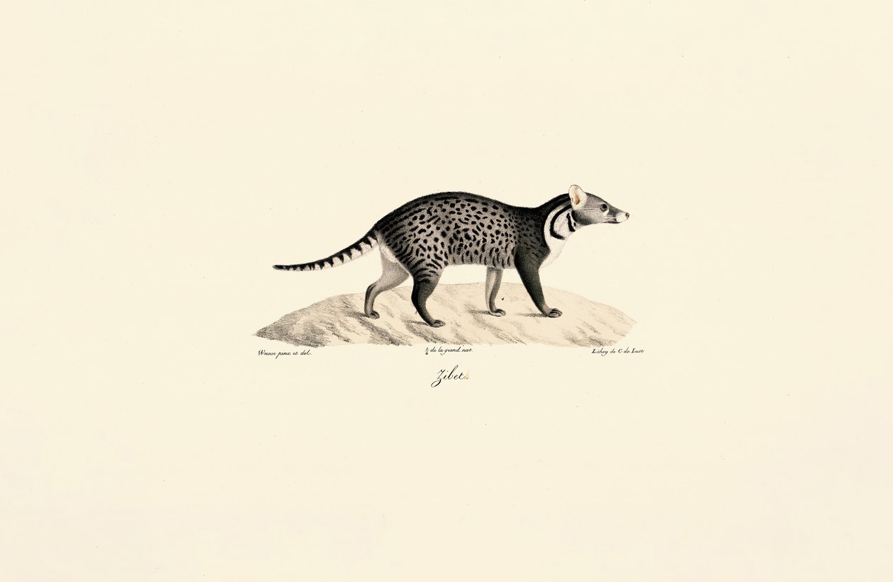 Afrikaanse Civet door Jacques Christophe Werner