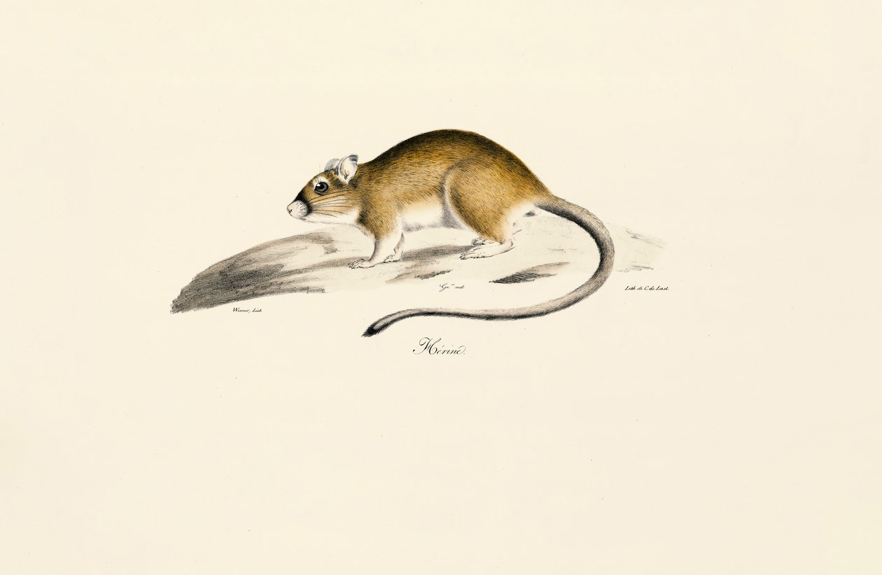 Afrikaanse Gerbil door Jacques Christophe Werner