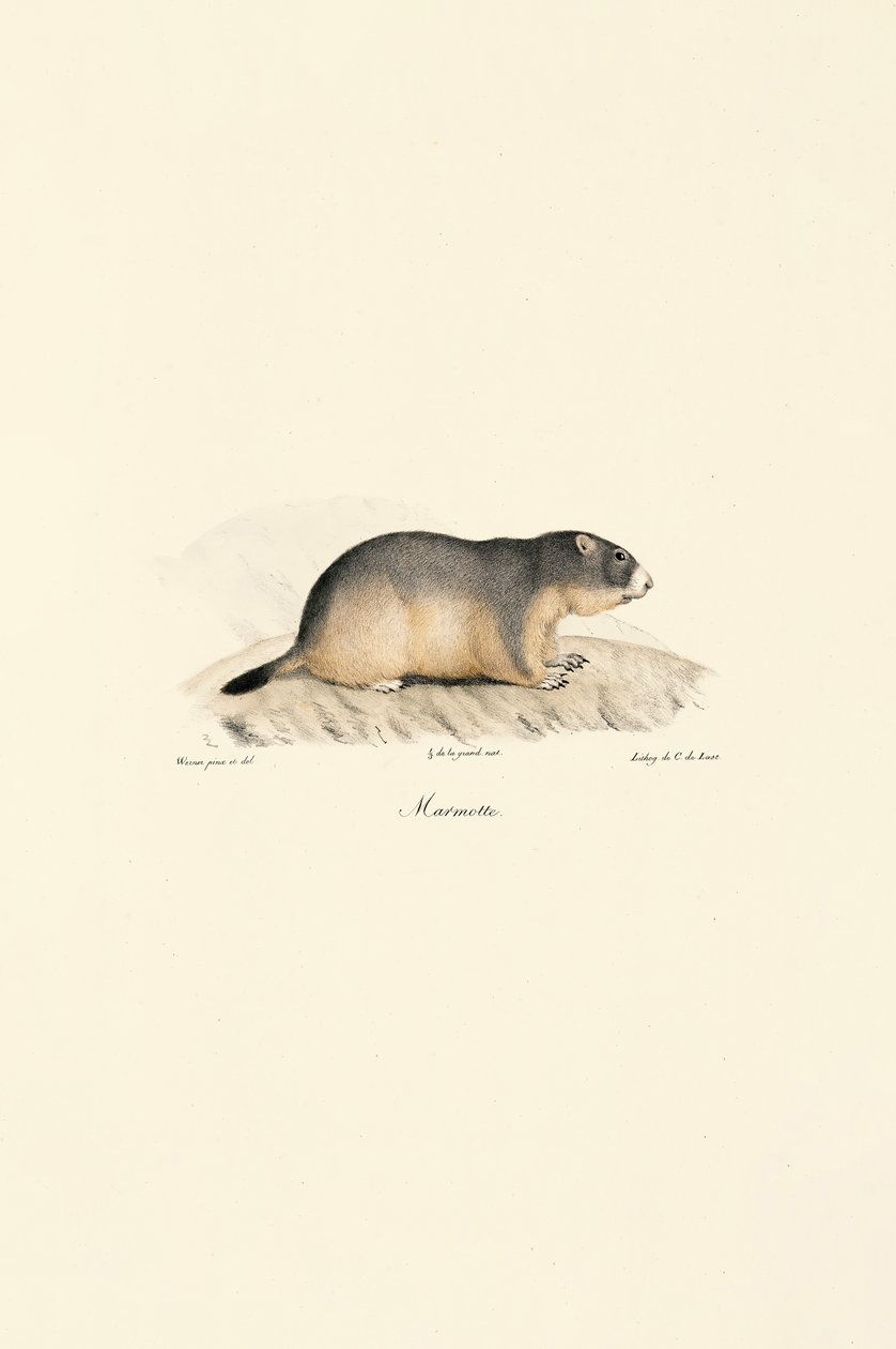 Alpenmot door Jacques Christophe Werner
