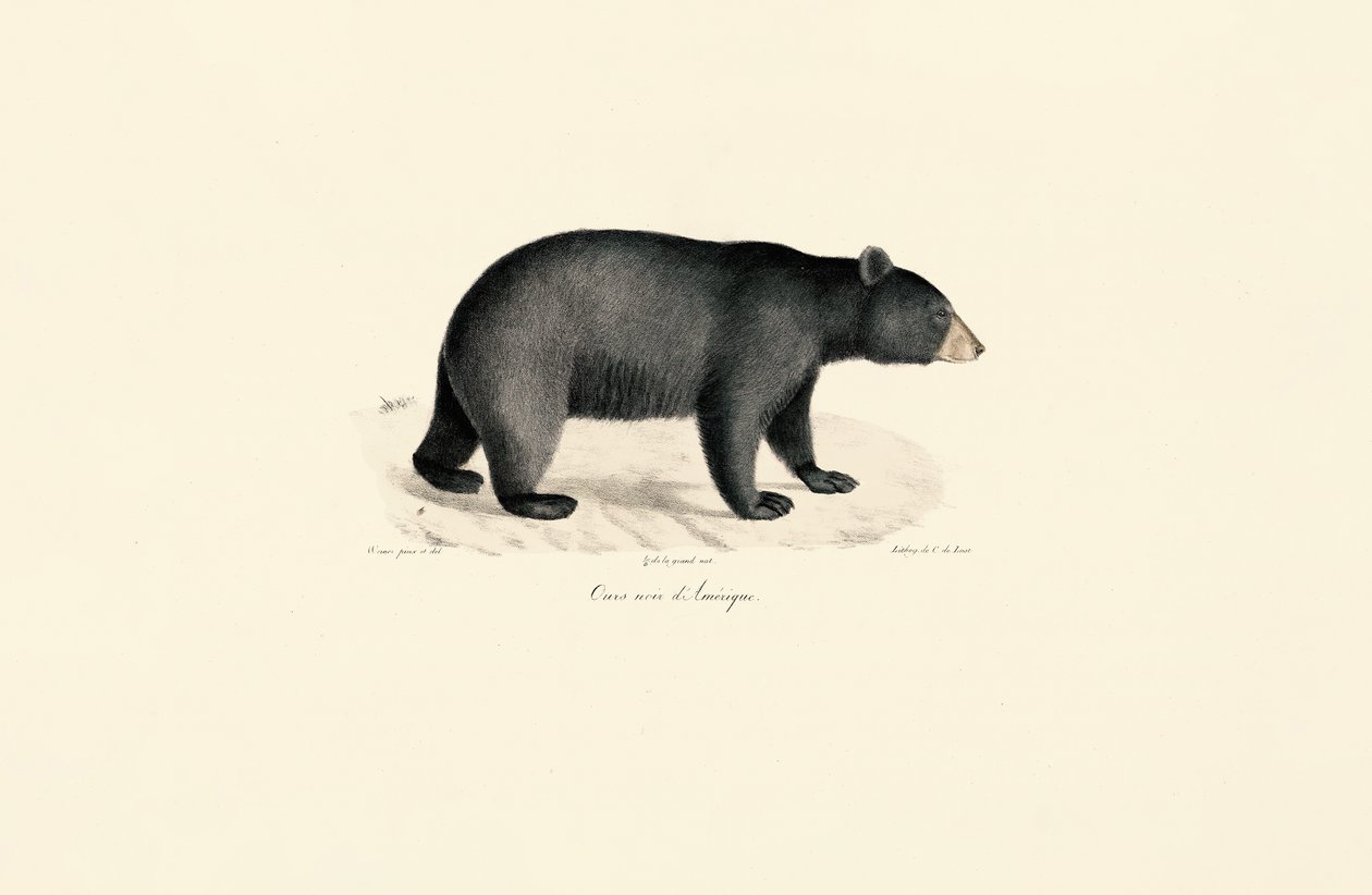 Amerikaanse zwarte beer door Jacques Christophe Werner