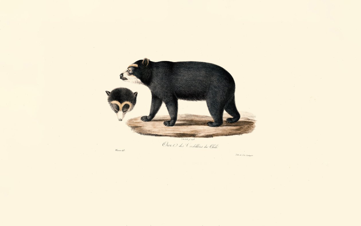 Andes-Spectacled Bear (Chileense Andesbeer) door Jacques Christophe Werner