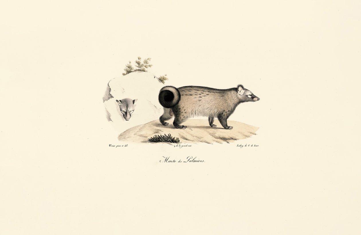 Aziatische Palm Civet door Jacques Christophe Werner
