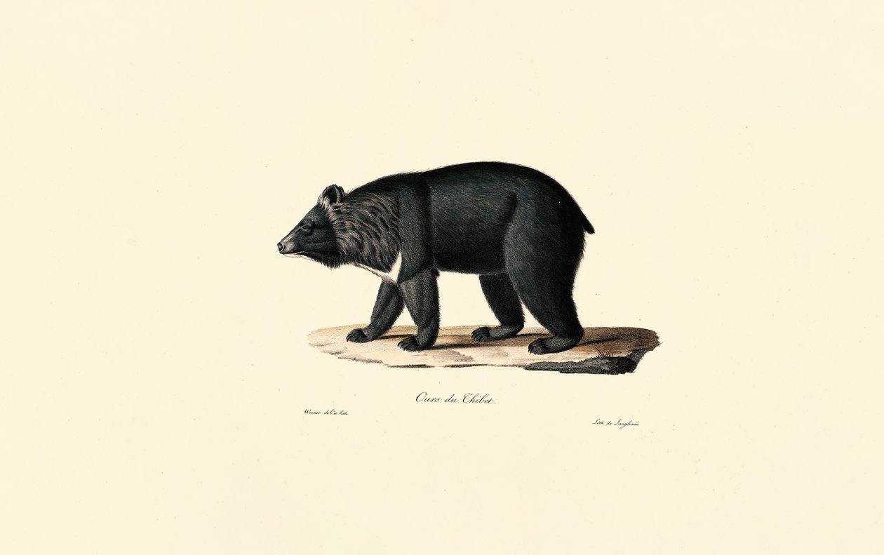 Aziatische zwarte beer (Tibetaanse beer) door Jacques Christophe Werner