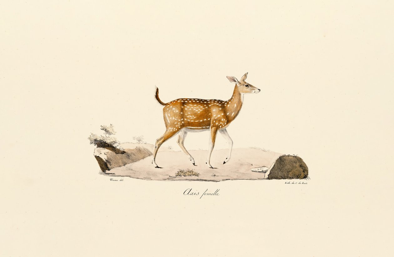 Ashert Vrouwtje door Jacques Christophe Werner