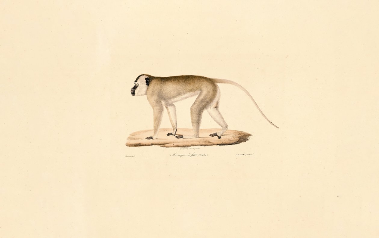Zwartkopmakaak door Jacques Christophe Werner