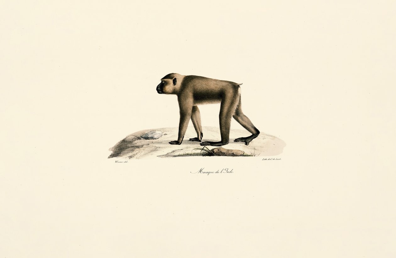 Makakenhoed door Jacques Christophe Werner