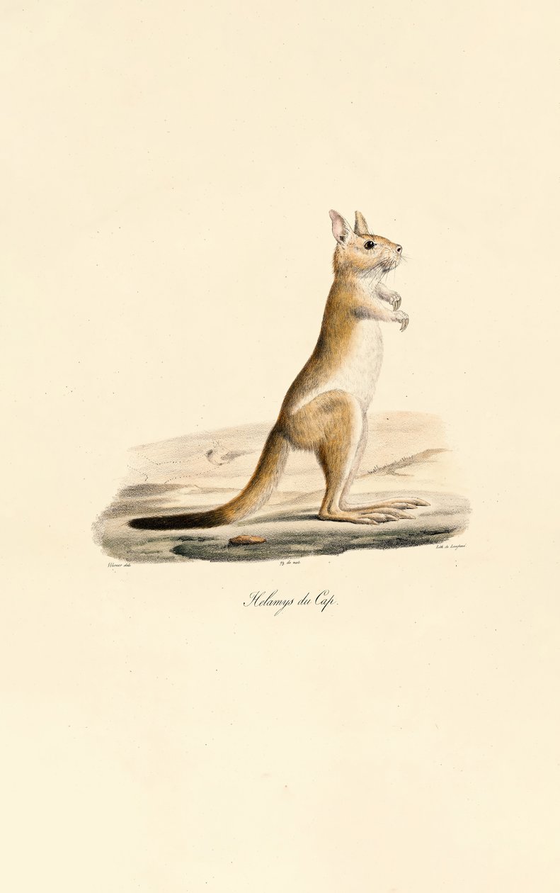 Kaapse Springende Haas door Jacques Christophe Werner