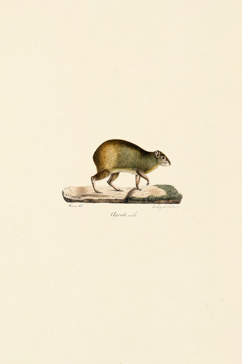 Midden-Amerikaanse Agouti (Mannelijk) door Jacques Christophe Werner