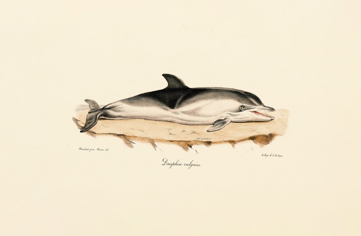 Gewone dolfijn door Jacques Christophe Werner