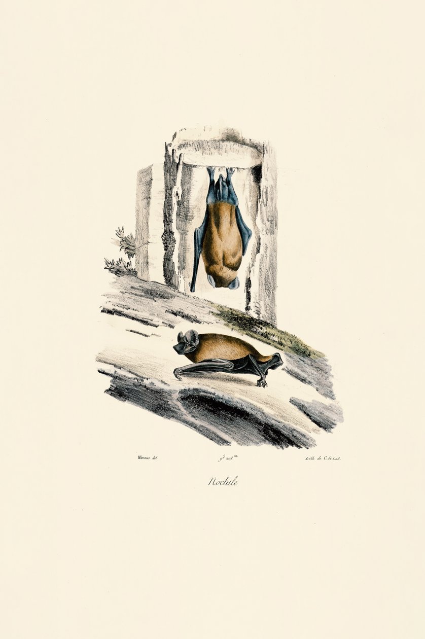  door Jacques Christophe Werner