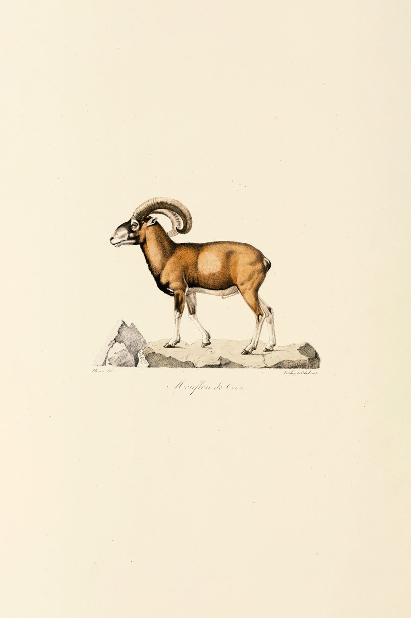 Corsicaanse Mouflon door Jacques Christophe Werner