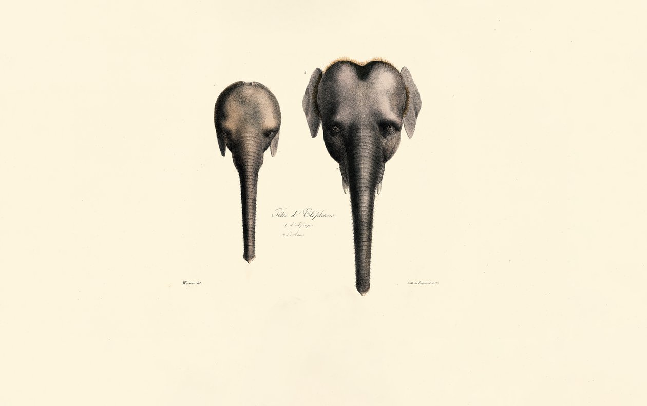 Olifantenkoppen Vergelijking door Jacques Christophe Werner