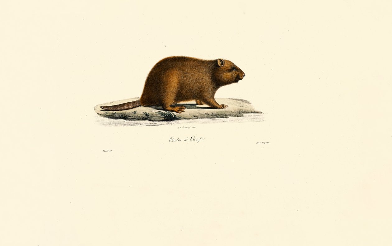 Europese Bever door Jacques Christophe Werner