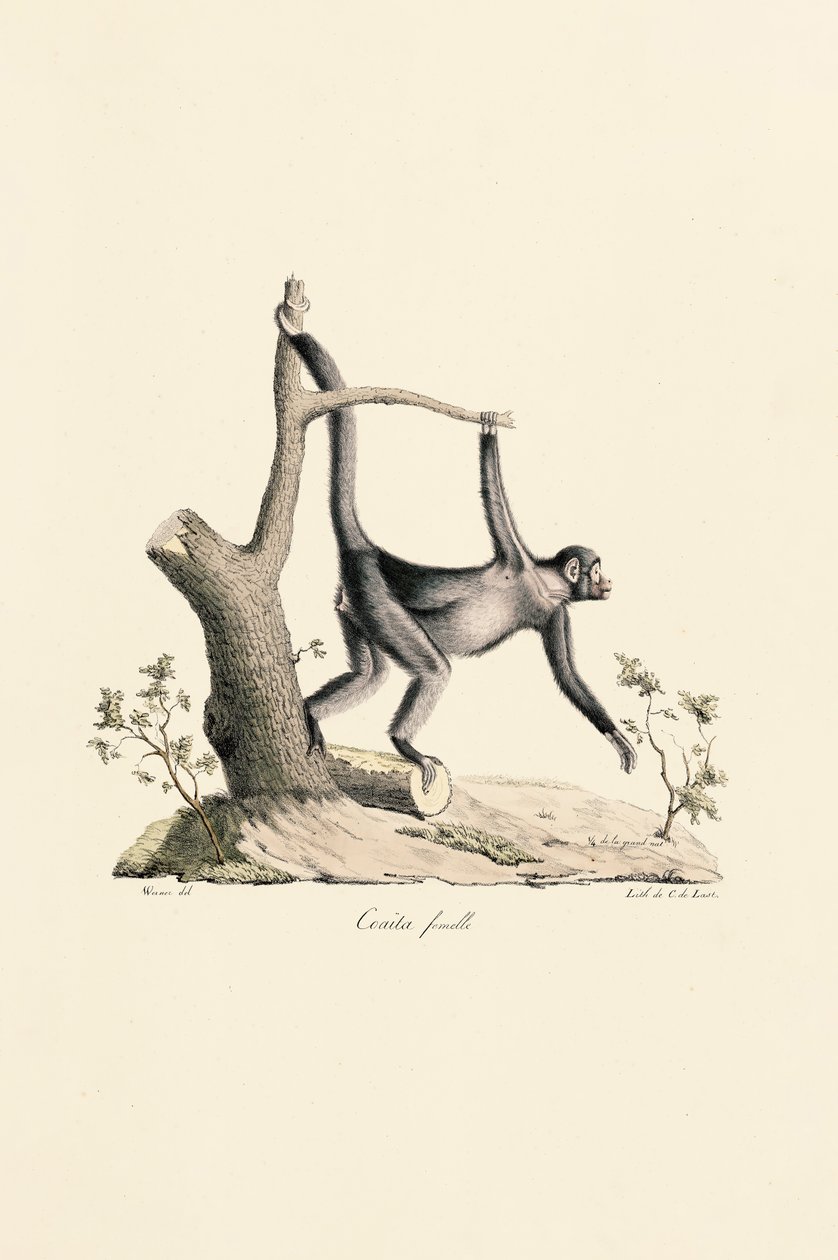 Vrouwtje Zwarte Spinaap door Jacques Christophe Werner