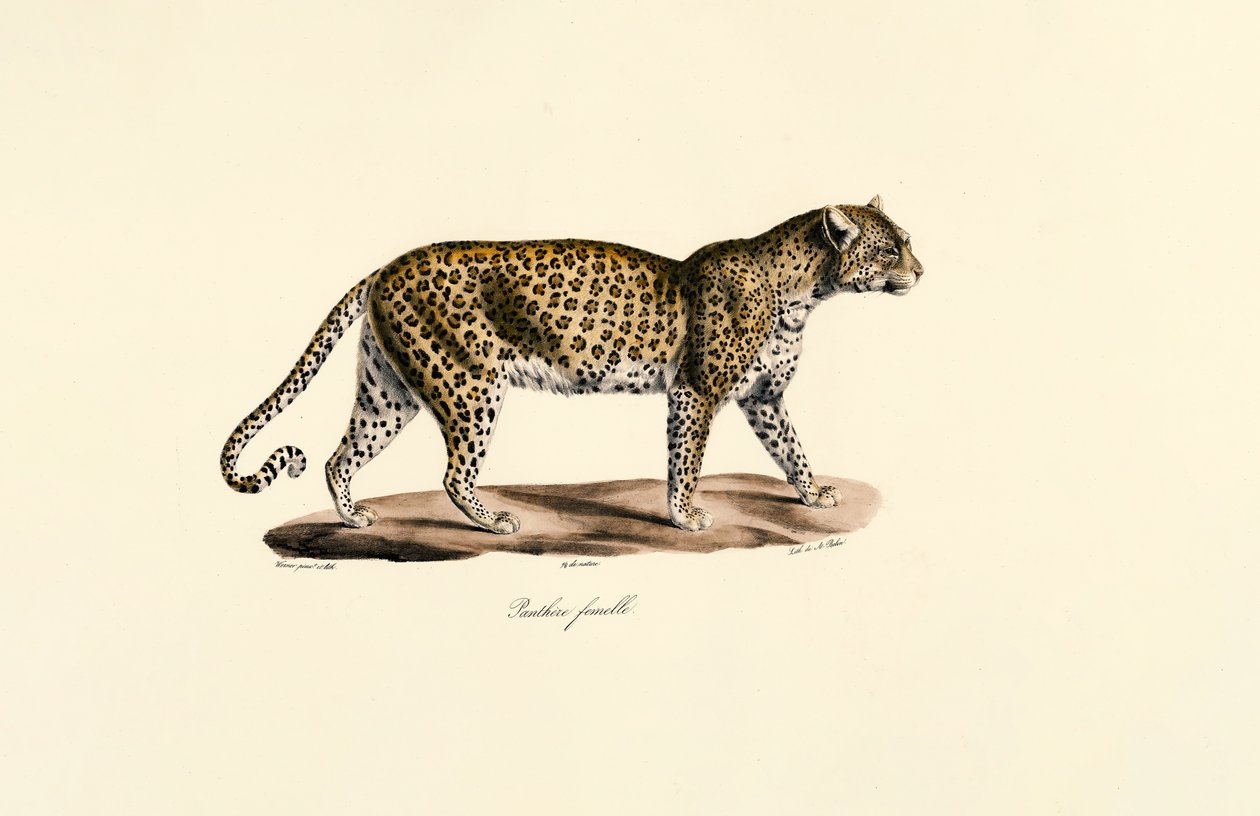 Vrouwelijk luipaard door Jacques Christophe Werner