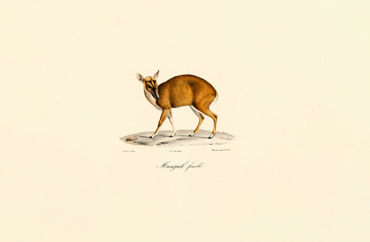 Female Muntjac door Jacques Christophe Werner