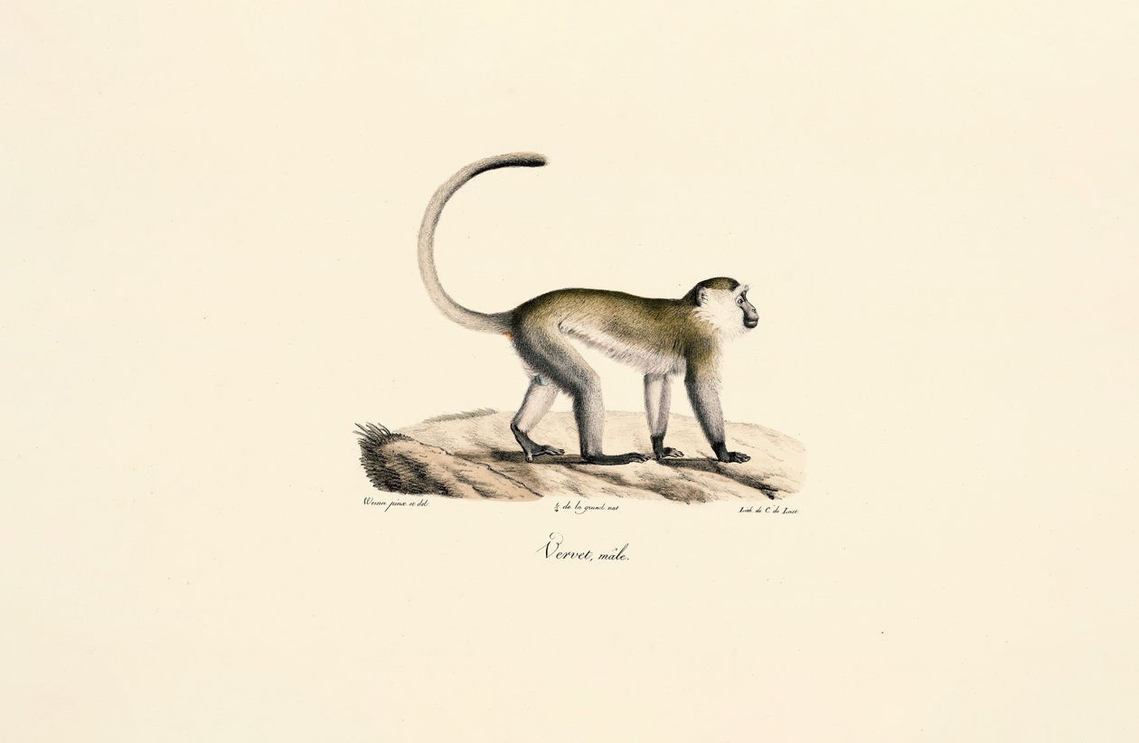 Groene meerkat (Chlorocebus sabaeus) door Jacques Christophe Werner