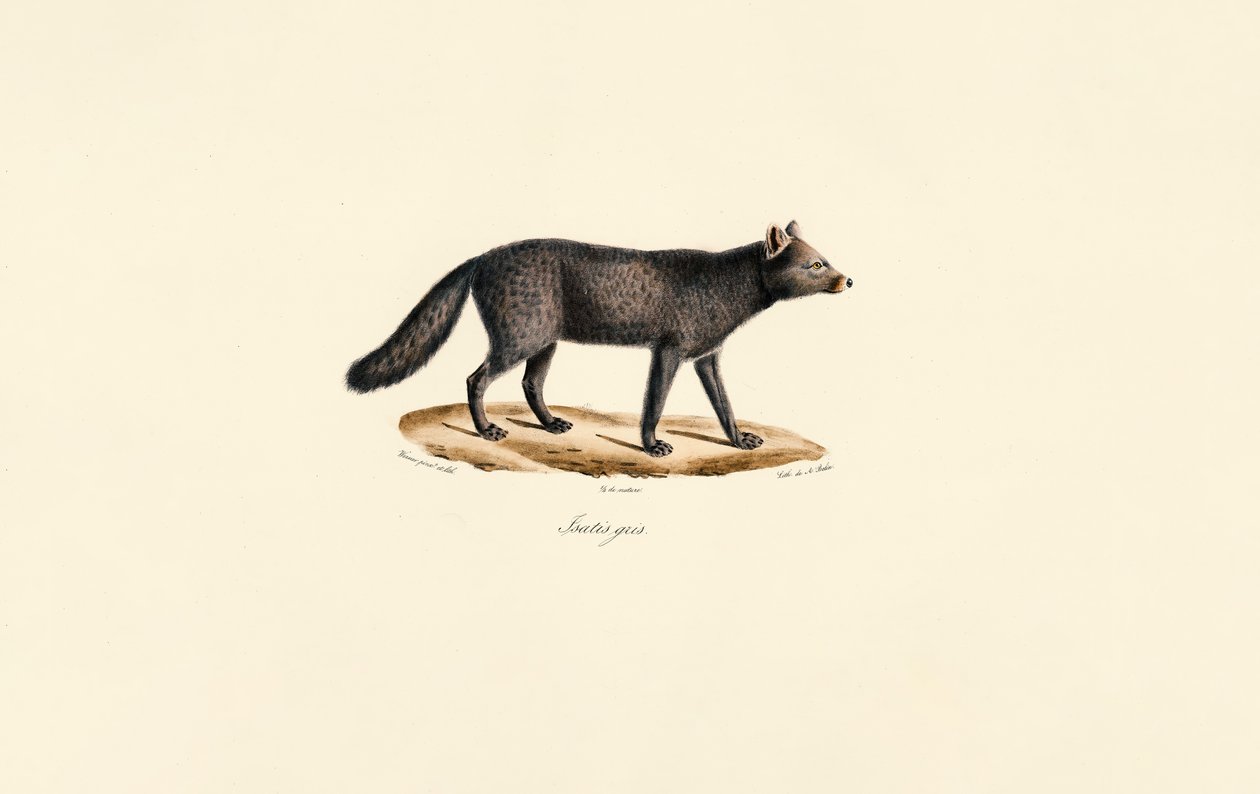 Grey Meerkat door Jacques Christophe Werner