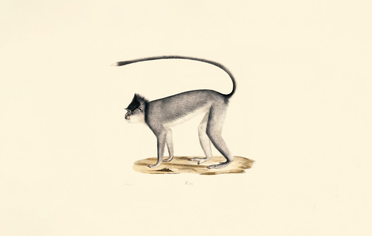 Hanuman Langoer door Jacques Christophe Werner