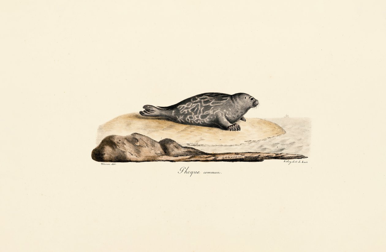 Gewone zeehond door Jacques Christophe Werner