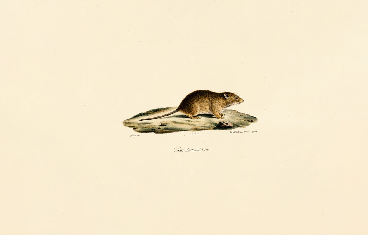 Oogstmuis door Jacques Christophe Werner